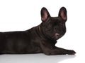 Close up of side of cute panting french bulldog lying