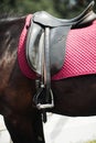 A close up of the side of a horse during a dressage movement shot Royalty Free Stock Photo