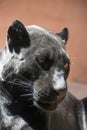 Close up side portrait of black jaguar panther Royalty Free Stock Photo