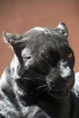 Close up side portrait of black jaguar panther Royalty Free Stock Photo