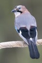 Close-up side portrait of a Eurasian Jay in Finland Royalty Free Stock Photo