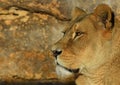 Close up side portrait of female African lioness Royalty Free Stock Photo