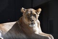 Close up side portrait of female African lioness Royalty Free Stock Photo