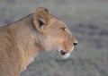 Close-up and side portrait of lioness in the wild searching the landscape for prey in the wild masai mara kenya Royalty Free Stock Photo