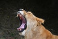 Close up side portrait of lioness yawning Royalty Free Stock Photo