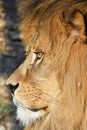 Close up side portrait of male African lion Royalty Free Stock Photo