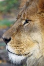 Close up side portrait of male African lion Royalty Free Stock Photo