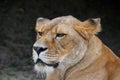 Close up side portrait of male African lioness Royalty Free Stock Photo