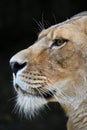 Close up side portrait of male African lioness Royalty Free Stock Photo