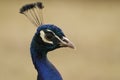 A close up side portrait of a male Indian Peafowl or Peacock with a plain neutral background