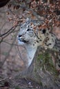 Close up side portrait of snow leopard Royalty Free Stock Photo