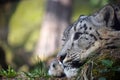 Close up side portrait of snow leopard Royalty Free Stock Photo