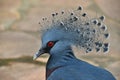 Close up side portrait of Victoria crowned pigeon Royalty Free Stock Photo