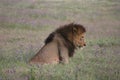 Close-up side on portrait of a wild lion Panthera leo inside Ngorongoro Crater, Tanzania Royalty Free Stock Photo