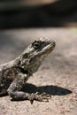 Close-up side on portrait of wild lizard basking in the sun on rocks inside Etosha National Park, Namibia Royalty Free Stock Photo