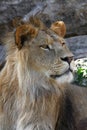 Close up side portrait of young male African lion Royalty Free Stock Photo