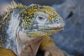 Close up and side profile of an adult yellow land iguana, iguana terrestre on a rock at South Plaza Island, Galapagos, Ecuador Royalty Free Stock Photo