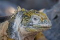 Close up and side profile of an adult yellow land iguana, iguana terrestre on a rock at South Plaza Island, Galapagos, Ecuador Royalty Free Stock Photo