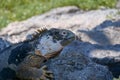 Close up and side profile of an adult yellow land iguana, iguana terrestre on a rock at South Plaza Island, Galapagos, Ecuador Royalty Free Stock Photo