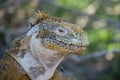 Close up and side profile of an adult yellow land iguana, iguana terrestre on a rock at South Plaza Island, Galapagos, Ecuador Royalty Free Stock Photo