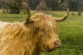 A close up side profile of a blond matriarch Highland cow in a field near Market Harborough UK