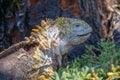 Close up of the side profile of a bright yellow adult land iguana, iguana terrestre between green cactus plants at South Plaza Royalty Free Stock Photo