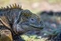 Close up of the side profile of a bright yellow adult land iguana, iguana terrestre between green cactus plants at South Plaza Royalty Free Stock Photo