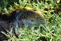 Close up of the side profile of a bright yellow adult land iguana, iguana terrestre between green cactus plants at South Plaza Royalty Free Stock Photo