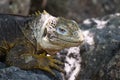 Close up of the side profile of a bright yellow adult land iguana, iguana terrestre between green cactus plants at South Plaza Royalty Free Stock Photo