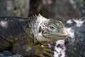 Close up of the side profile of a bright yellow adult land iguana, iguana terrestre between green cactus plants at South Plaza Royalty Free Stock Photo