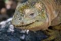 Close up of the side profile of a bright yellow adult land iguana, iguana terrestre between green cactus plants at South Plaza Royalty Free Stock Photo