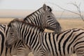 Close up side profile of a Burchells or Plains zebra female and calf with their heads and necks next to each other , facing the