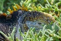 Close up of the side profile and eye of a bright yellow adult land iguana, iguana terrestre between green cactus plants at South Royalty Free Stock Photo