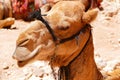 Close-Up Side Profile Face of Local Bedouin`s Camel in The Ancient Arab Nabataean City of Petra, Jordan Royalty Free Stock Photo