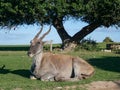 Close up of side profile of a grey eland deer lying on a grass lawn Royalty Free Stock Photo