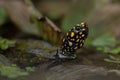 Close-up side profile of the head of a spotted pond turtle or Indian spotted turtle Royalty Free Stock Photo