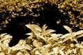 Privet hedge in sepia tones Royalty Free Stock Photo