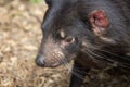 Close up side profile image of a Tasmanian Devil