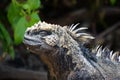 Close up of side profile of marine iguana basking in the sun. Blurred or out of focus background Royalty Free Stock Photo