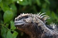 Close up of side profile of marine iguana basking in the sun. Blurred or out of focus background Royalty Free Stock Photo