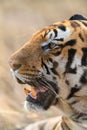 Close-up of the side profile of a mature male tiger from Bandhavgar Royalty Free Stock Photo