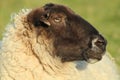 Close up side profile of mature Suffolk breed ewe sheep