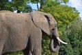 Close up side profile portrait of African elephant Royalty Free Stock Photo