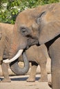 Close up side profile portrait of African elephant Royalty Free Stock Photo