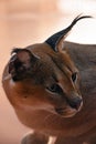 Close up side profile portrait of caracal