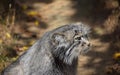 Close up side profile portrait of manul Pallas cat Royalty Free Stock Photo