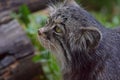 Close up side profile portrait of manul Pallas cat Royalty Free Stock Photo