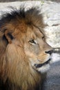 Close up side portrait of male African lion Royalty Free Stock Photo