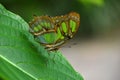 Green and brown tropical butterfly on leaf Royalty Free Stock Photo