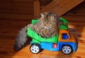 Close up portrait of domestic cat in toy truck